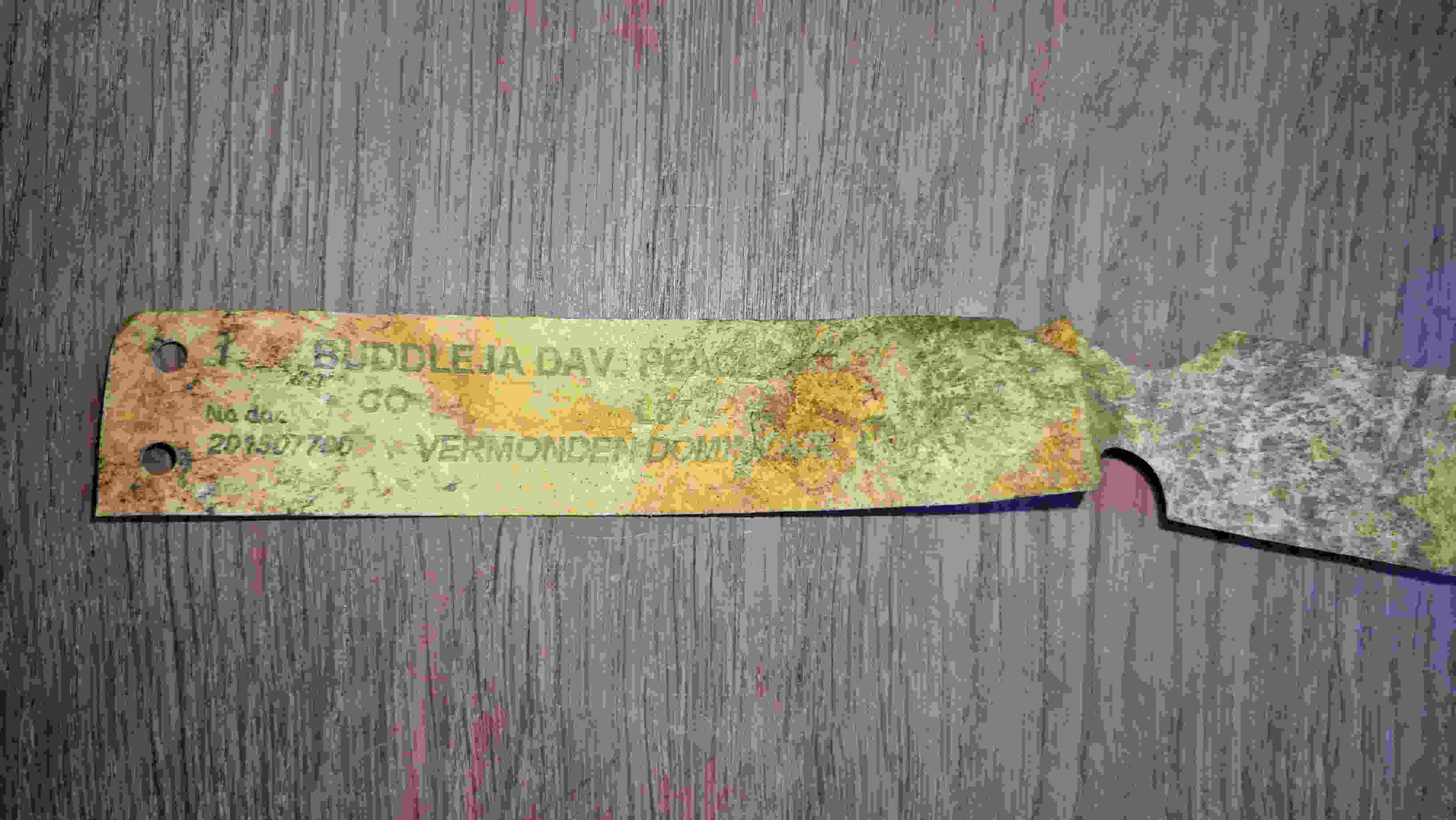 buddleia dav. peacock.jpg